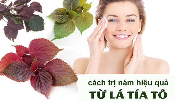 7 cách trị nám bằng lá tía tô cực hiệu quả thực hiện tại nhà