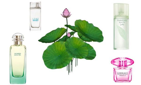 Top 5 nước hoa hương hoa sen nhẹ nhàng được yêu thích 2025