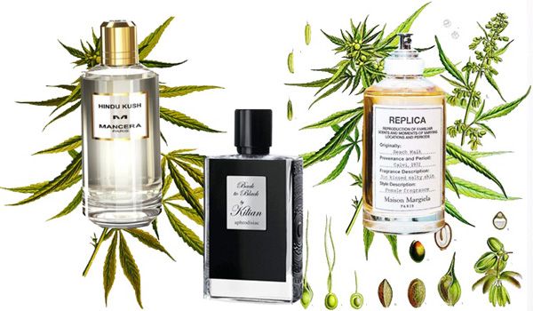 Khám Phá 5 Chai Nước Hoa Mùi Cần Sa Ấm Áp Quyến Rũ Cho Dân Sành