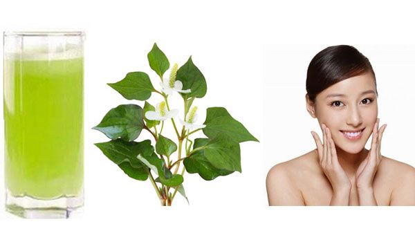 5 cách hỗ trợ làm sạch mụn bằng rau diếp cá hiệu quả tại nhà