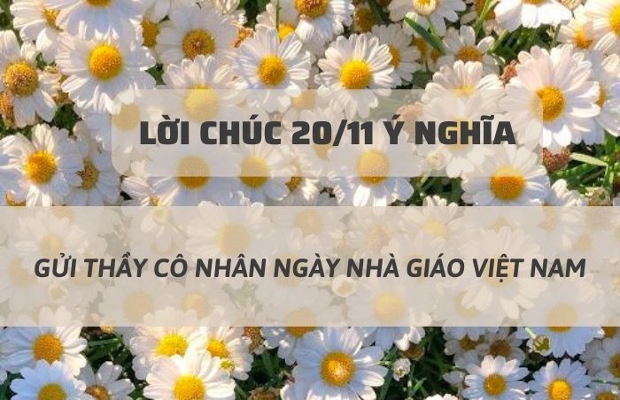 Tổng hợp 40+ lời chúc 20/11 ý nghĩa, rất hay tặng thầy cô giáo