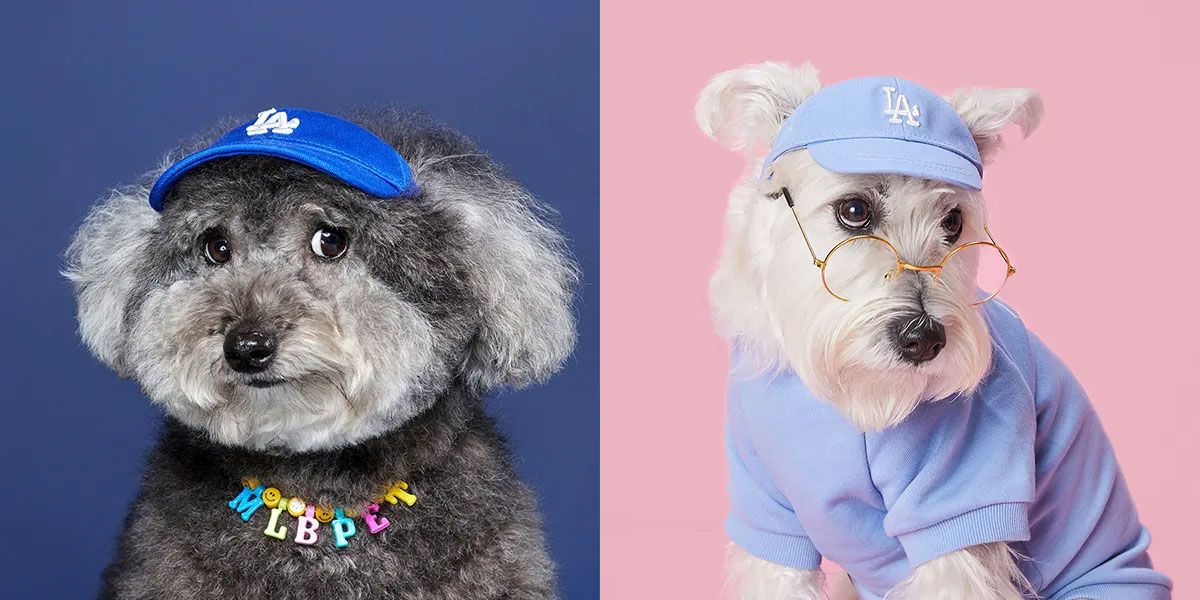 Top 9 mẫu mũ cho thú cưng mà các "con sen" nên sắm ngay