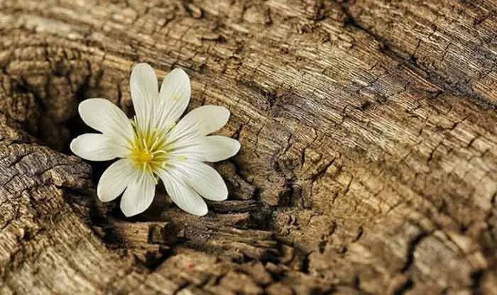 Top 8 nhóm hương nước hoa được yêu thích rộng rãi mọi thời đại - 13