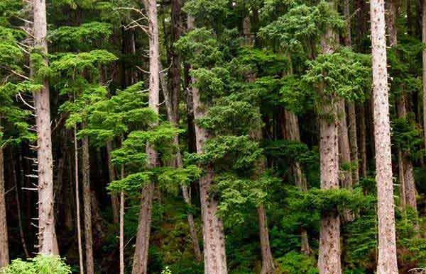 Hương Cedarwood là gì? Review 6 chai nước hoa hương gỗ tuyết tùng rất thơm