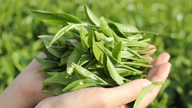 15 cách chữa hôi nách giúp cải thiện đáng kể điểm tại nhà được nhiều người áp dụng