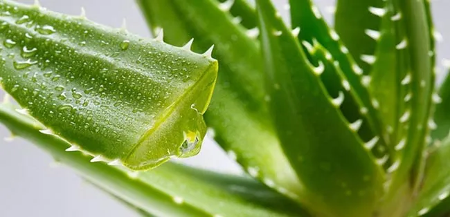 12 cách làm môi đỏ hồng tự nhiên không cần son đơn giản tại nhà - 8