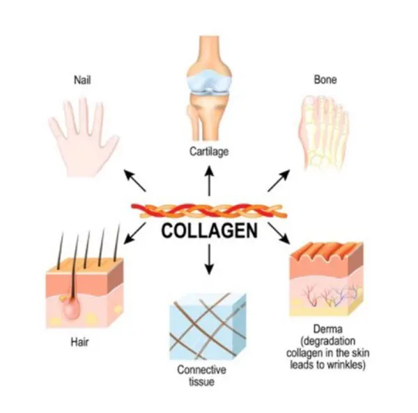 Tác dụng của Collagen và 9+ mỹ phẩm bổ sung collagen chất lượng tốt cho da