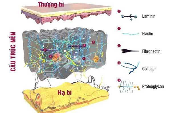 Hyaluronic Acid là gì? Hyaluronic Acid có tác dụng dụng gì trong làm đẹp?