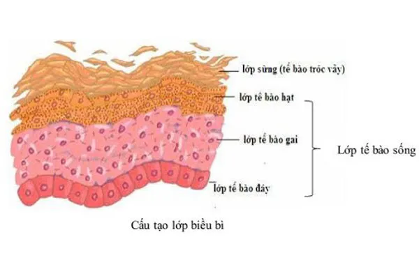 Con trai có nên tẩy da chết? Top 9+ sản phẩm tẩy da chết cho nam hiệu quả tốc độ vượt trội