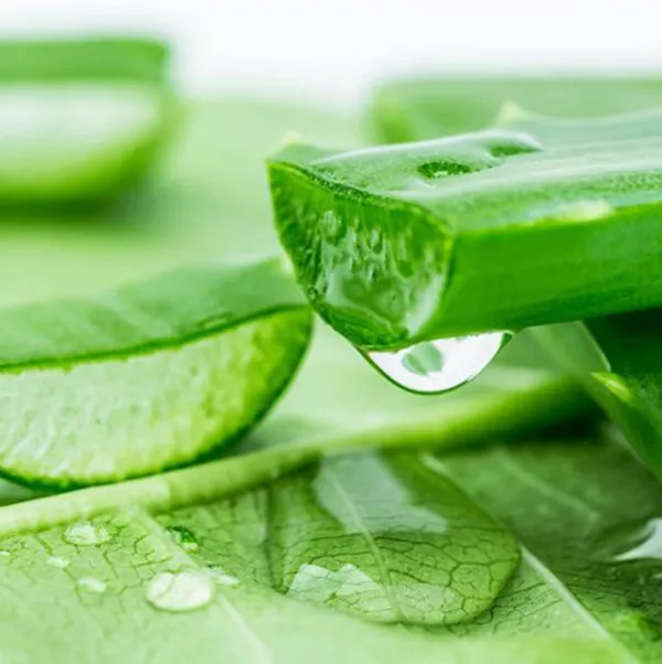 Aloe vera là gì? Công dụng của Aloe vera trong mỹ phẩm như thế nào?