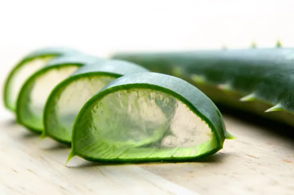 Aloe vera là gì? Công dụng của Aloe vera trong mỹ phẩm như thế nào?