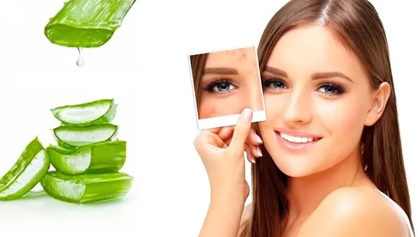 Aloe vera là gì? Công dụng của Aloe vera trong mỹ phẩm như thế nào?