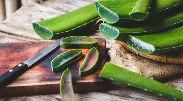 Aloe vera là gì? Công dụng của Aloe vera trong mỹ phẩm như thế nào?