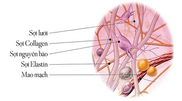 Elastin là gì? Hướng dẫn cách bổ sung Elastin cho làn da đúng cách - 1