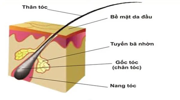 Scalp hair là gì? Giải mã những thuật ngữ về Scalp dễ bắt gặp