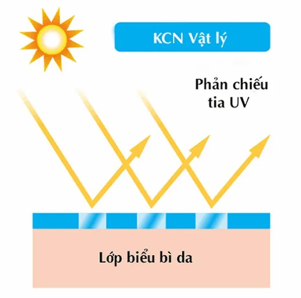 Phân loại các dạng kem chống nắng phổ biến hiện nay