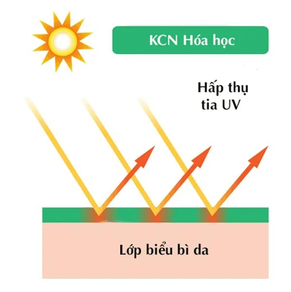 Phân loại các dạng kem chống nắng phổ biến hiện nay