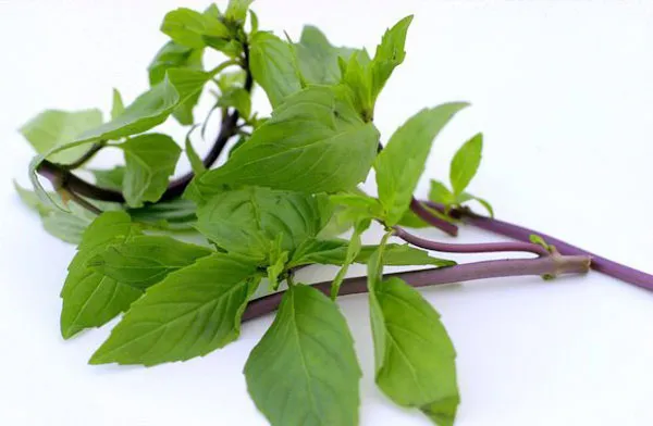 15 cách hỗ trợ làm sạch mụn tại nhà hiệu quả sau 1 đêm ai cũng làm được 8