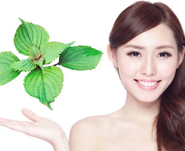 7 cách trị nám bằng lá tía tô cực hiệu quả thực hiện tại nhà
