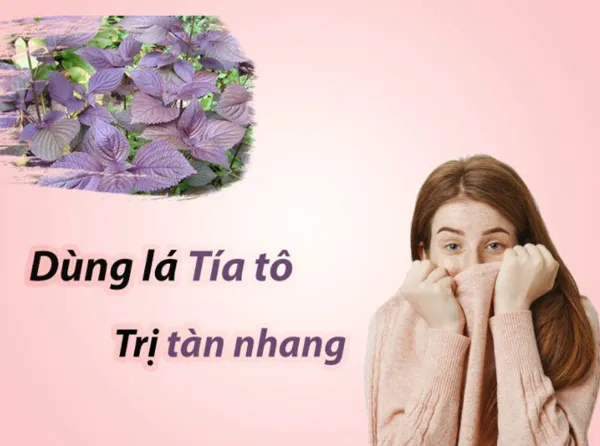 7 cách trị nám bằng lá tía tô cực hiệu quả thực hiện tại nhà