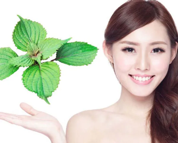 Gợi ý 3 cách xông mặt bằng lá tía tô giúp sáng da và hỗ trợ làm sạch mụn cực đơn giản