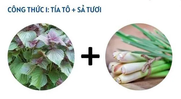 Gợi ý 3 cách xông mặt bằng lá tía tô giúp sáng da và hỗ trợ làm sạch mụn cực đơn giản