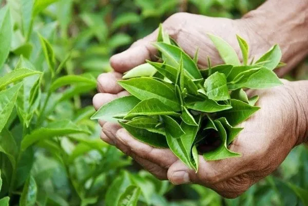 Top 11+ cách trị rôm sảy ở người lớn cải thiện nhanh giúp cải thiện đáng kể điểm tại nhà 8