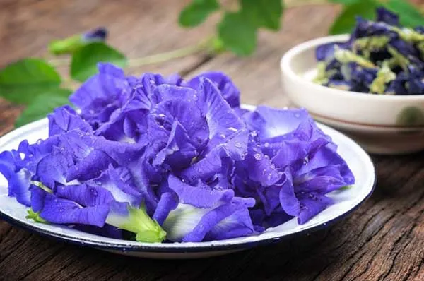 7 lợi ích của hoa đậu biếc với làn da và cách làm đẹp tại nhà từ hoa đậu biếc