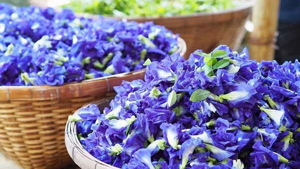 7 lợi ích của hoa đậu biếc với làn da và cách làm đẹp tại nhà từ hoa đậu biếc