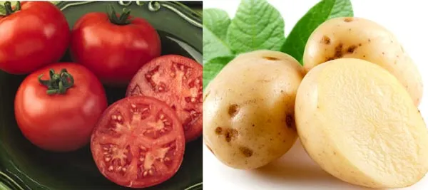 8 công thức làm mặt nạ từ khoai tây dưỡng trắng da bạn không thể bỏ qua - 11