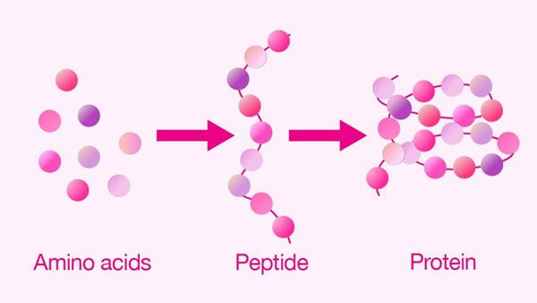 Peptide là gì? Top 10 mỹ phẩm chứa Peptide dưỡng da trẻ hóa chất lượng tốt