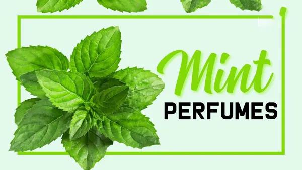 Top 8 chai nước hoa mùi bạc hà thơm mát cho nam giới