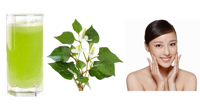 5 cách hỗ trợ làm sạch mụn bằng rau diếp cá hiệu quả tại nhà