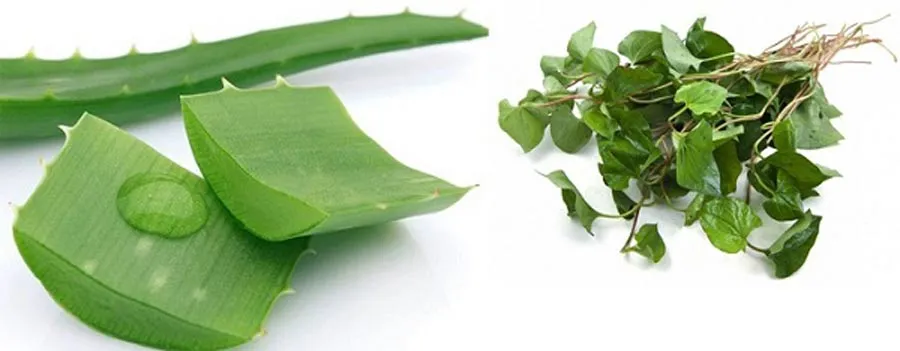 5 cách hỗ trợ làm sạch mụn bằng rau diếp cá hiệu quả tại nhà