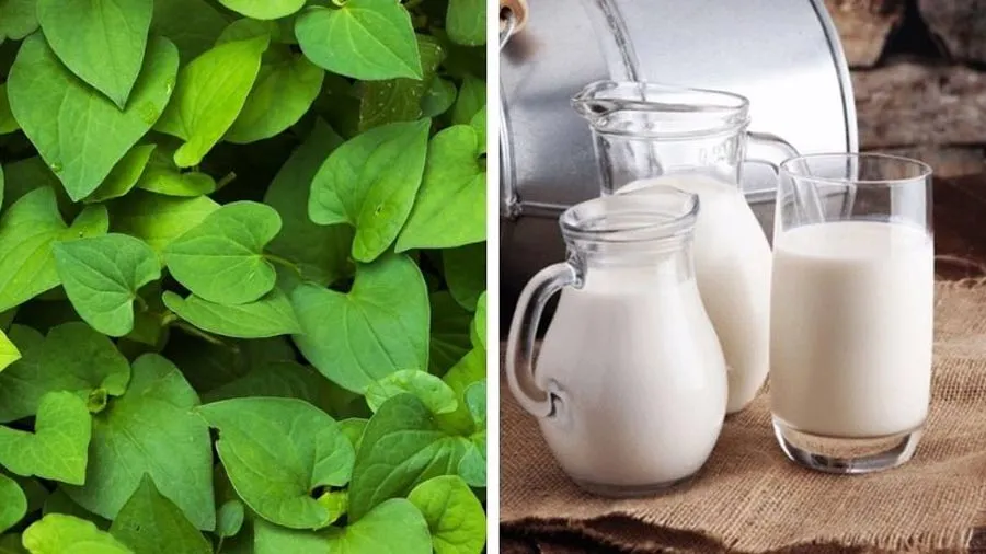 5 cách hỗ trợ làm sạch mụn bằng rau diếp cá hiệu quả tại nhà
