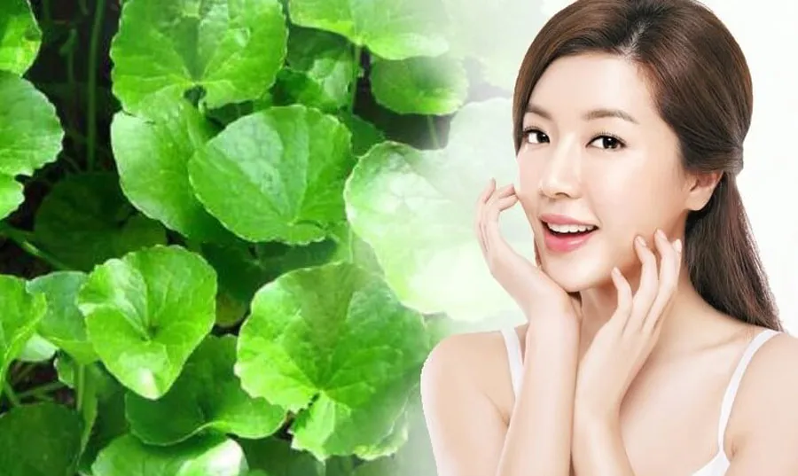 Top 8 mỹ phẩm chiết xuất từ Centella Asiatica được nhiều khách hàng yêu thích cho da - 1
