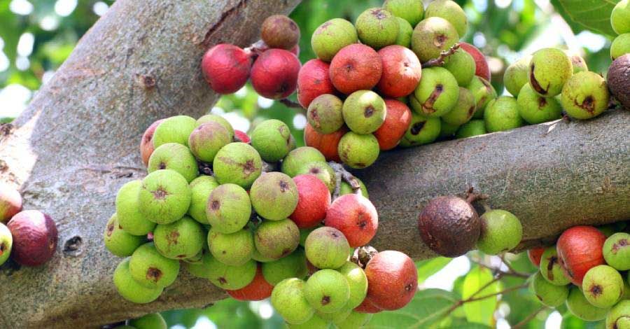 35 loại thực phẩm chống lão hóa được nhiều khách hàng yêu thích giúp làn da trẻ trung hơn