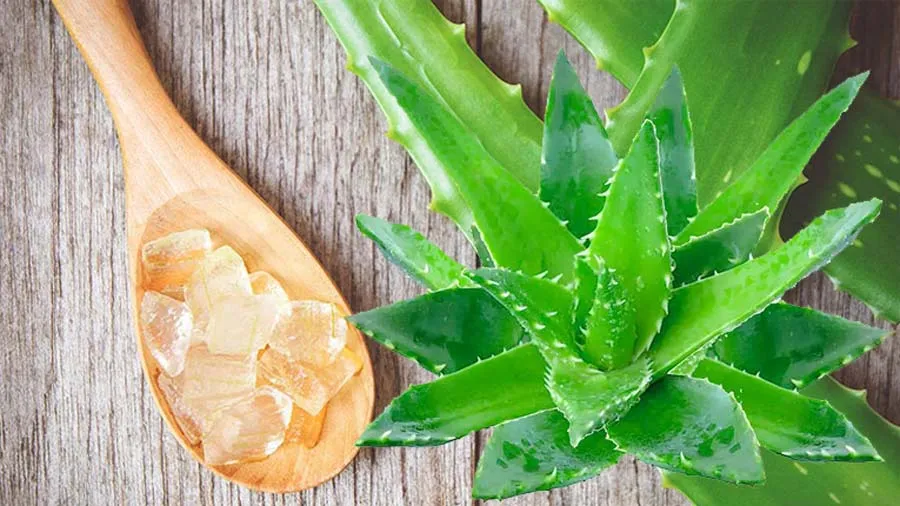 15 Cách trị sẹo rỗ do mụn hiệu quả và thân thiện với làn da hiện nay