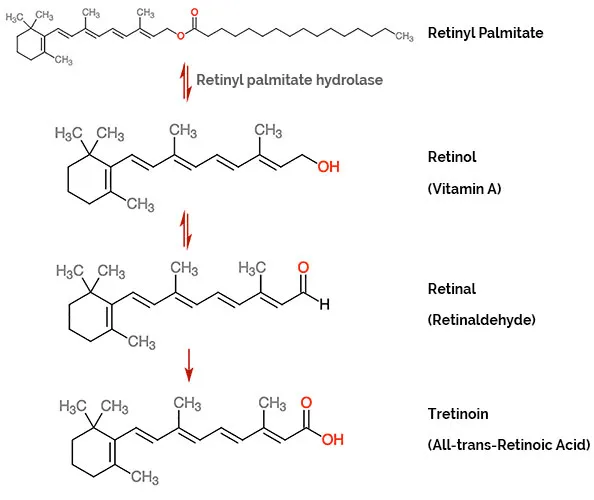 Retinyl palmitate là gì? Hiệu quả như Retinol nhưng thân thiện với làn da và ít kích ứng - 2