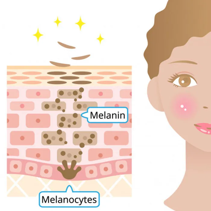 Melanin là gì? Lợi ích với làn da và những rối loạn liên quan - 6
