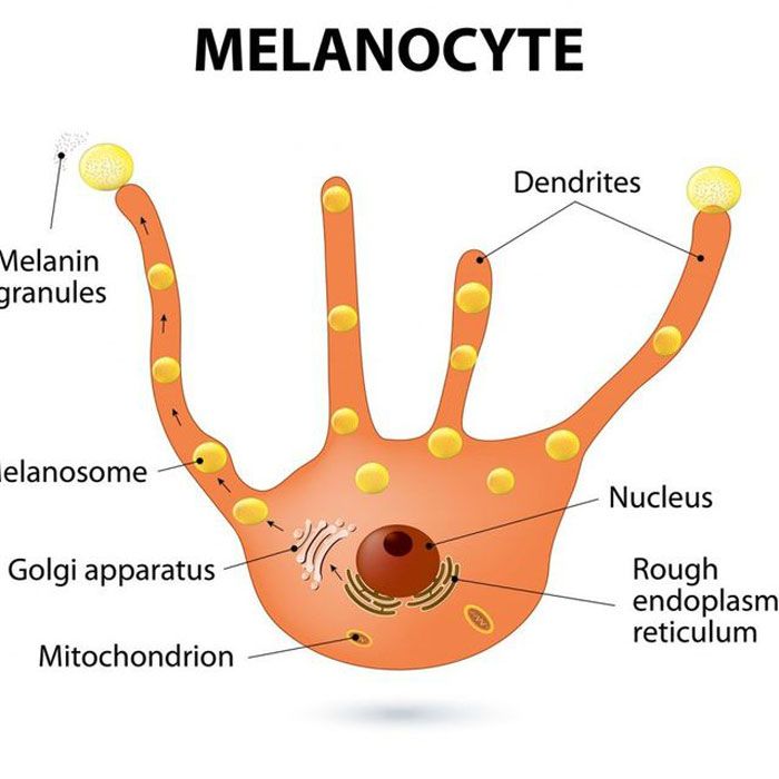 Melanin là gì? Lợi ích với làn da và những rối loạn liên quan - 3