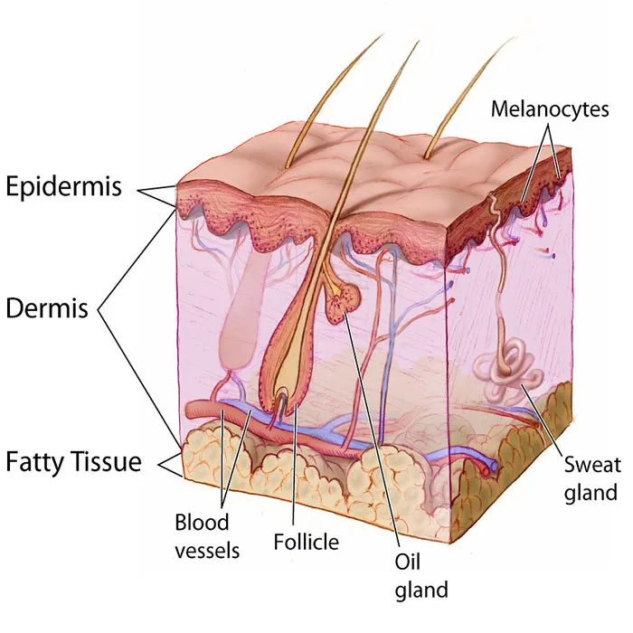 Melanin là gì? Lợi ích với làn da và những rối loạn liên quan - 1