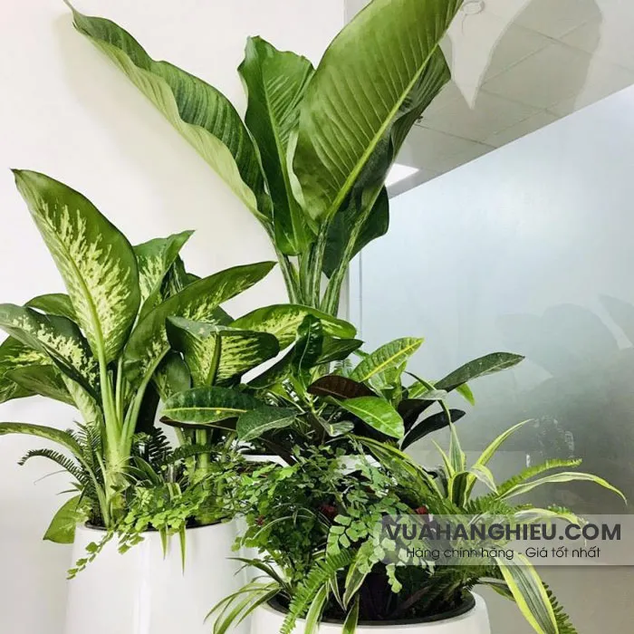 50+ quà tặng sinh nhật cho những người thân yêu rất ý nghĩa  - 39