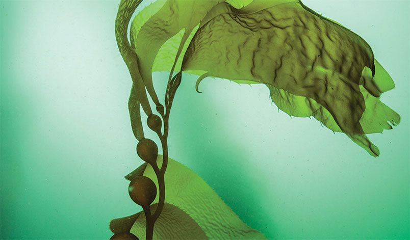 10 thành phần gây mụn trong mỹ phẩm mà chị em nên tránh  - 8