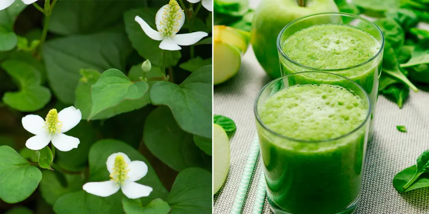 10 cách làm mặt nạ diếp cá hỗ trợ làm sạch mụn sáng da tại nhà - 13