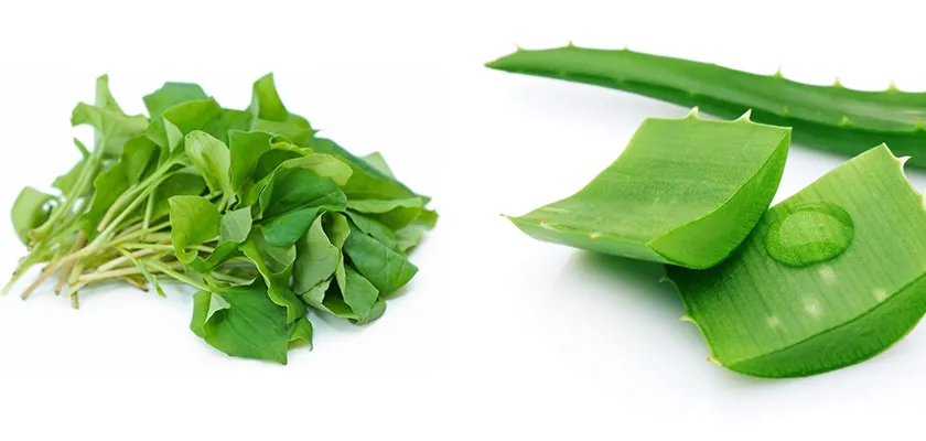 10 cách làm mặt nạ diếp cá hỗ trợ làm sạch mụn sáng da tại nhà - 9