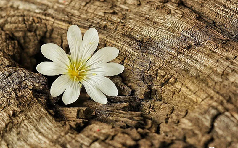 Top 9 tinh dầu nước hoa Pháp mùi nào rất thơm - 8