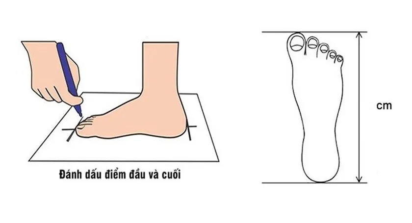 Bảng size giày MLB: Hướng dẫn cách chọn size giày uy tín