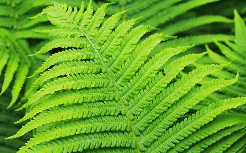 Bỏ túi 12 tinh dầu nước hoa Dubai nam mùi nào rất thơm