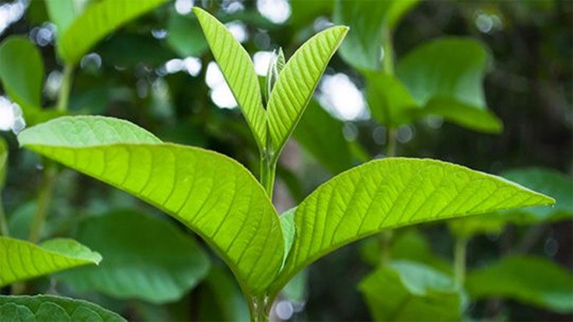 13 cách làm trắng răng tại nhà thân thiện với làn da, siêu tiết kiệm